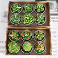 12pcs Mini Cactus Candles Succulent Greenery Candles Flameless Tea Light Candles Suitable for Party Wedding Home Decoration
